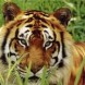 Quand on parle du tigre...