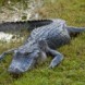 Alligators