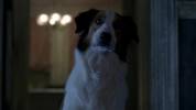 Sam true blood